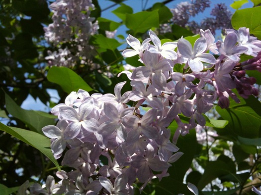 lilacs in bloom 2014-05-14