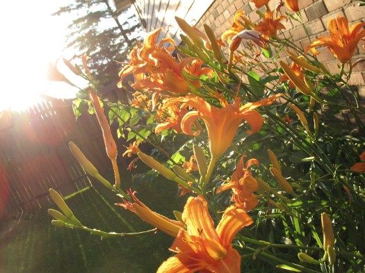 lillies in the sun