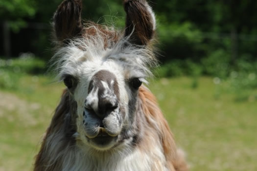 llama wunsapana farm chuck miller