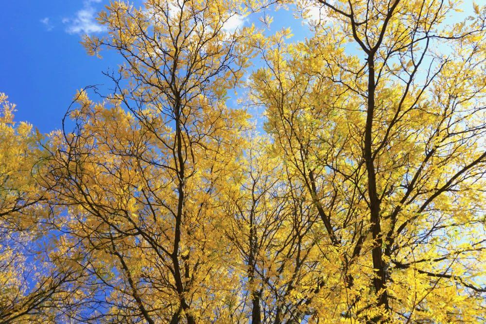 locust trees Albany mid October