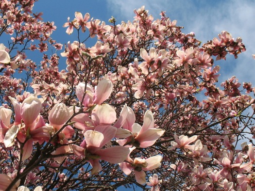 magnolia tree new scotland ave 2014-05-02