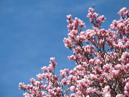 magnolias march 2012