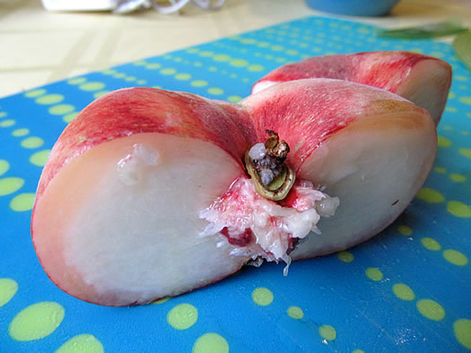 maynard_farms_white_doughnut_peach.jpg