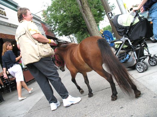 mini horse from behind