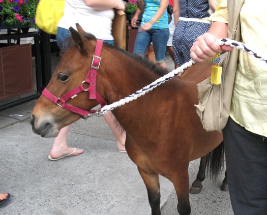 mini horse closeup