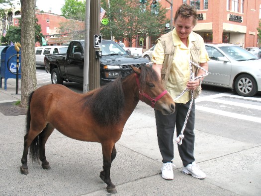 mini horse in saratoga