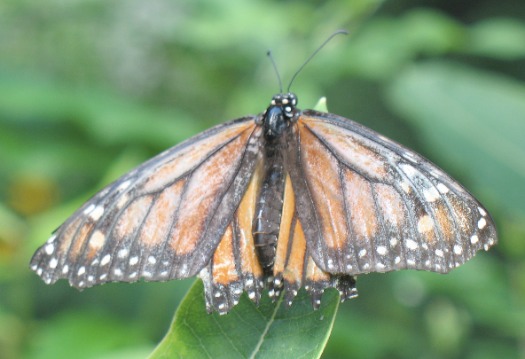 monarch butterfly