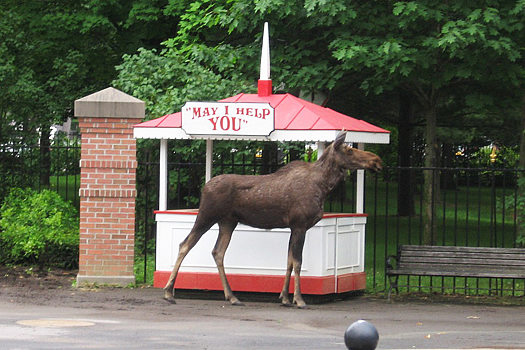 moose at saratoga track.