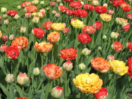 morris_gudanov_tulips.jpg