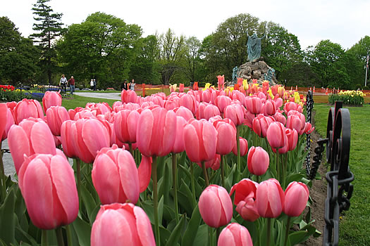 moses fountain tulips