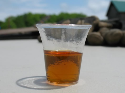 mountain winds maple syrup sample