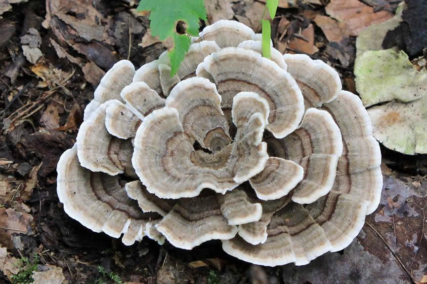 mushroom in forest Rensselaer Land Trust