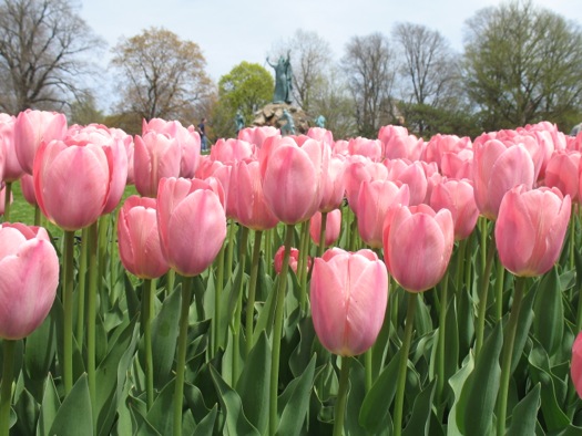 washington park tulips