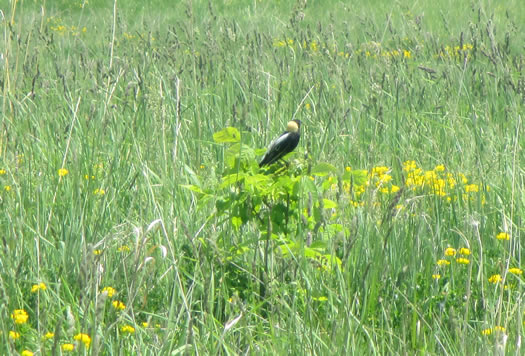 new_paltz_Shawnagunk_Grasslands_National_Wildlife_Refuge.jpg