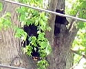 north greenbush bear in tree thumbnail