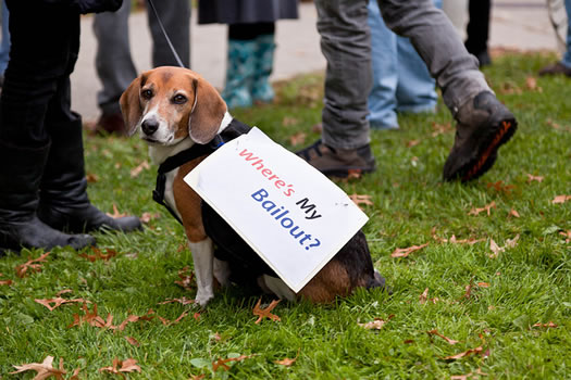 occupy albany dog bailout sebastien