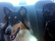 otto and daisy in backseat