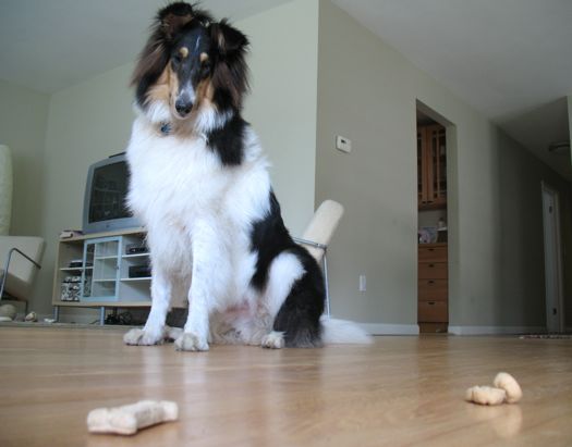 Otto choosing treats