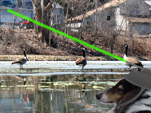 otto geese laser