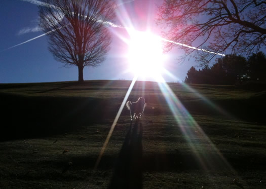 otto running up golf course hill