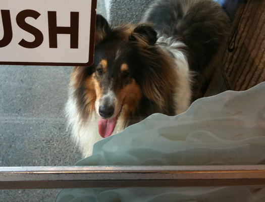 otto through dunkin door