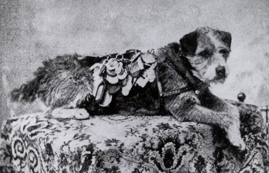 owney with his medals