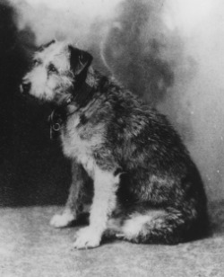 Owney in profile