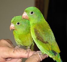 parakeets