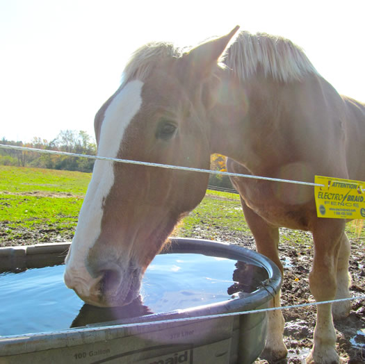 peaceful_acres_horse_woz_closeup.jpg