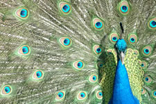 peacock