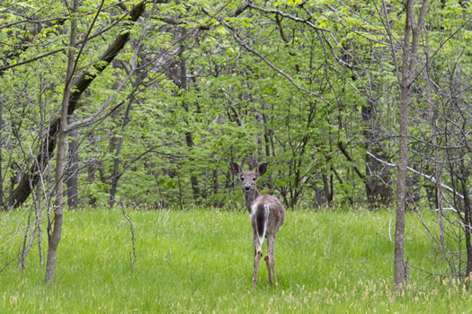 peebles island deer