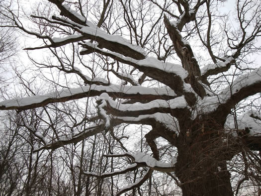 peebles island winter tree