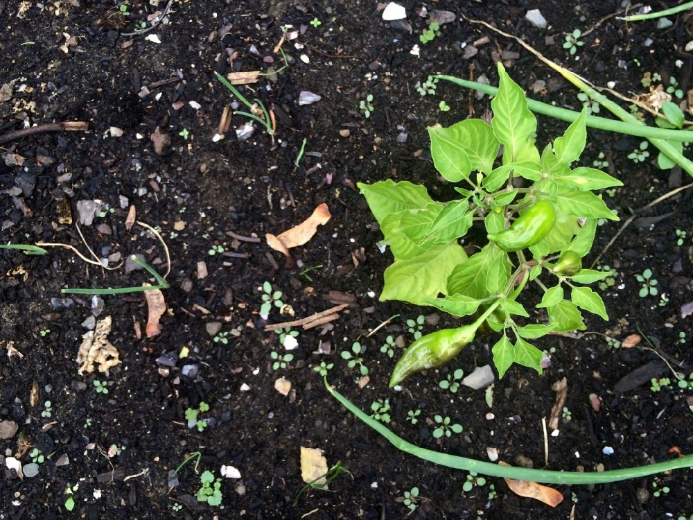 pepper plants November garden