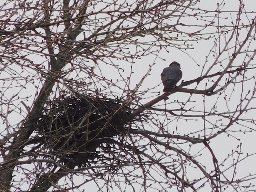 peregrine_falcon_and_nest_julie_madsen.jpg