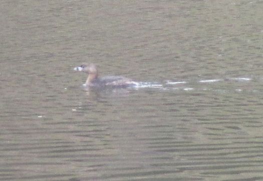 pied_bill_grebe_julie_madsen.jpg