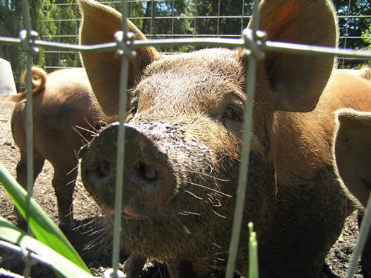 a closeup of a pig