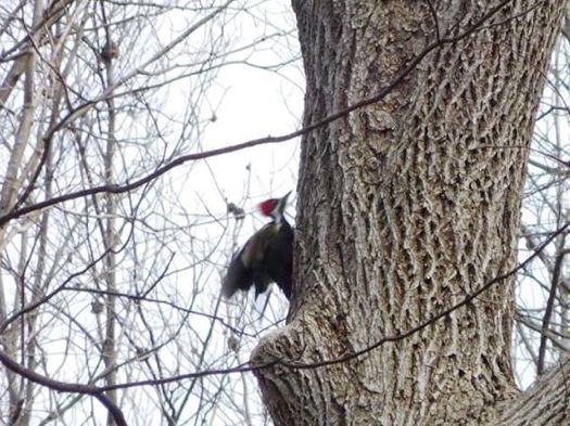 pileated_woodpecker_julie_madsen.jpg