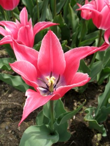 a pink tulip