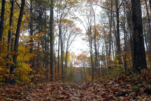 pittsfield_state_forest_hiking_path_in_fall.jpg