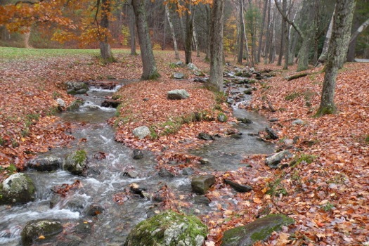 pittsfield_state_forest_lulu_brook.jpg