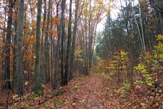 pittsfield_state_forest_walking_path_fallen_leaves.jpg