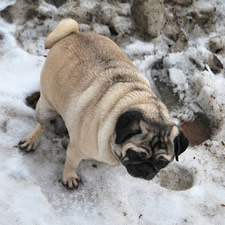 pooping pug