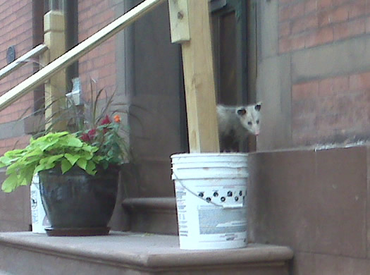 possum on stoop