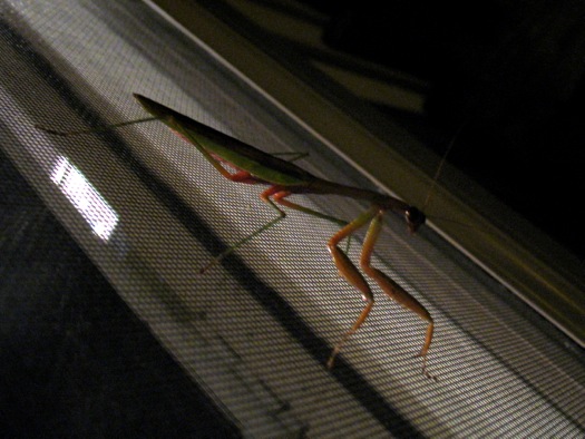 praying mantis screendoor