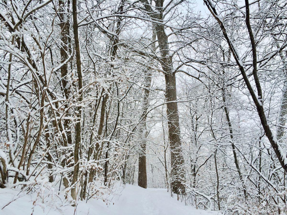 pretty snowfall 2018-01-17 Buckingham Pond trail