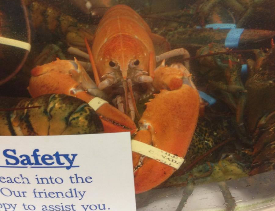 price chopper orange lobster