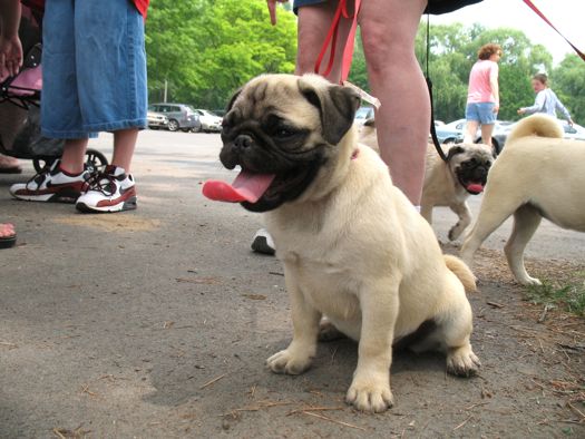 baby on pug