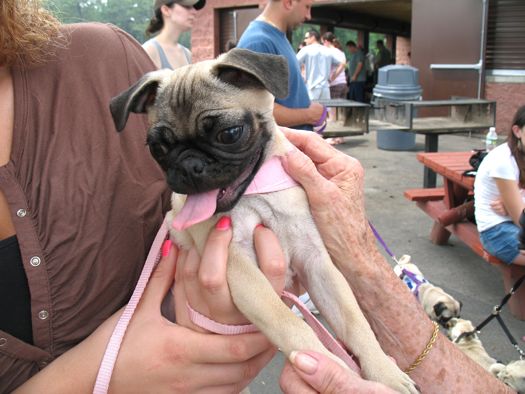 pug baby with pink frills