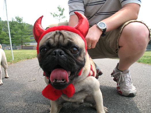 pug devil costume