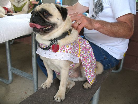 pug in a flower dress